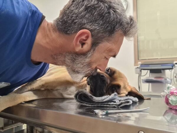 Πέθανε η Νίκη, το σκελετωμένο boxer που βρέθηκε αλυσοδεμένο στην Ζαχάρω