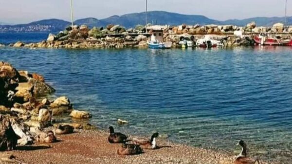 Νεαροί θανάτωσαν παπάκια πετώντας τους πέτρες