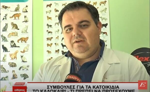 Συμβουλές για τα κατοικίδια το καλοκαίρι: Τι πρέπει να προσέχουμε -video