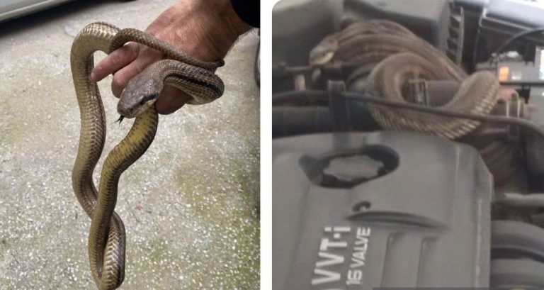 Θεσσαλονίκη: Άνοιξε το καπό του αυτοκινήτου και βρήκε φίδι τυλιγμένο στον κινητήρα- φωτο