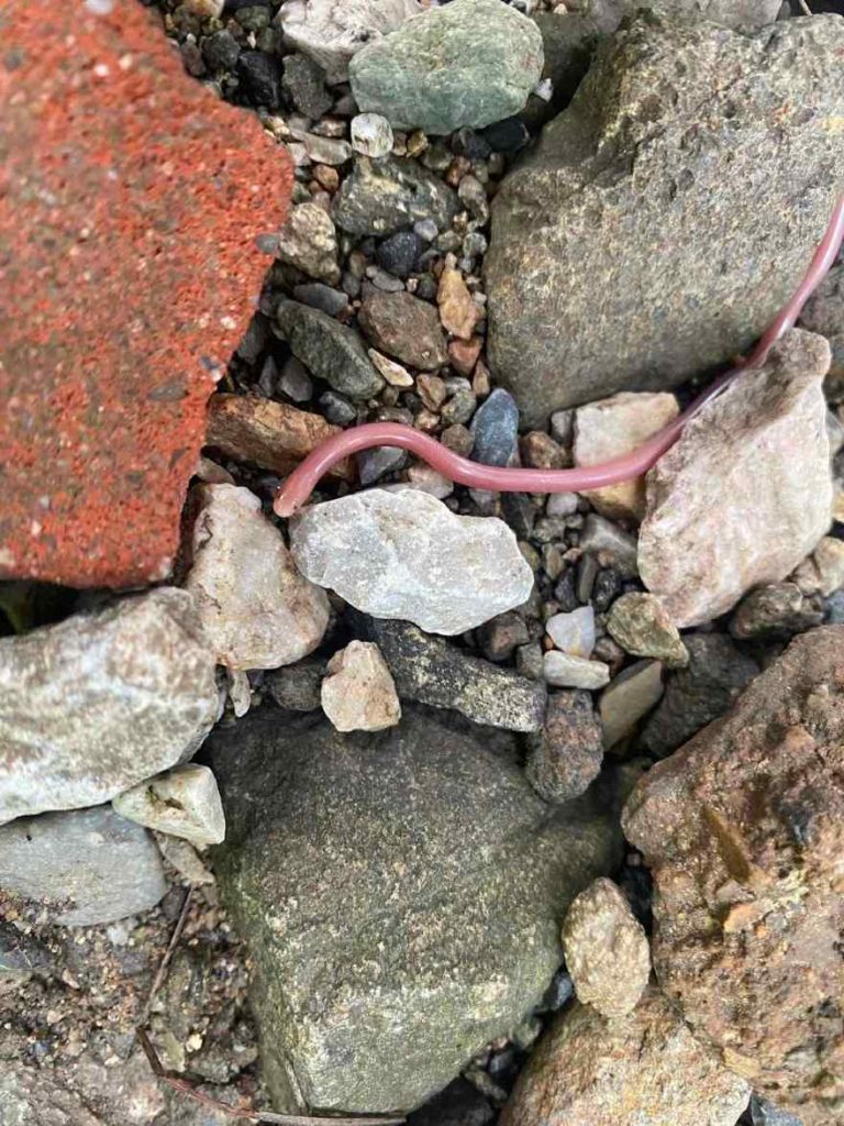 Πέντε νέα περιστατικά με φίδια σε σπίτια στη Θεσσαλονίκη- Δείτε φωτογραφίες
