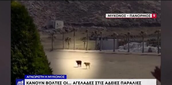 Απίστευτες εικόνες στη Μύκονο: Έφυγαν οι ξαπλώστρες, ήρθαν οι αγελάδες