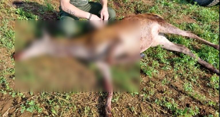 Σέρρες: Με σκάγια στο σώμα του εντοπίστηκε νεκρό ελάφι στην Κερκίνη