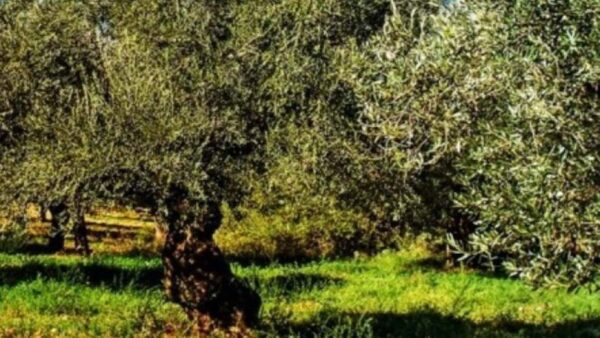 Διπλάσια η φετινή παραγωγή επιτραπέζιας ελιάς - Ξεπέρασε τους 445 χιλιάδες τόνους