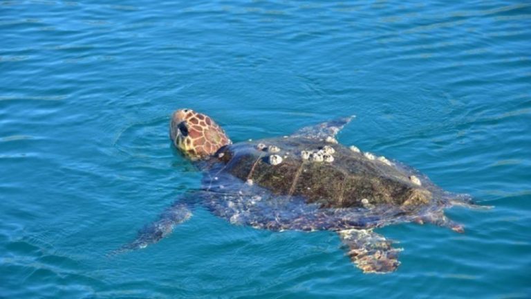 Θεσσαλονίκη: Επιτυχής επιχείρηση διάσωσης χελώνας από το λιμενικό στην παλιά παραλία