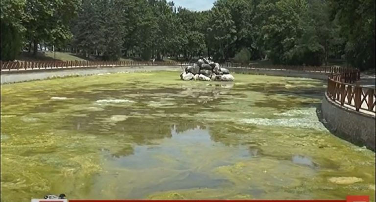 Σέρρες: Ένας σπάνιος υδροβιότοπος στην κοιλάδα Άγιων Αναργύρων - Βατράχια, γυρίνοι, μύγες, κουνούπια- video