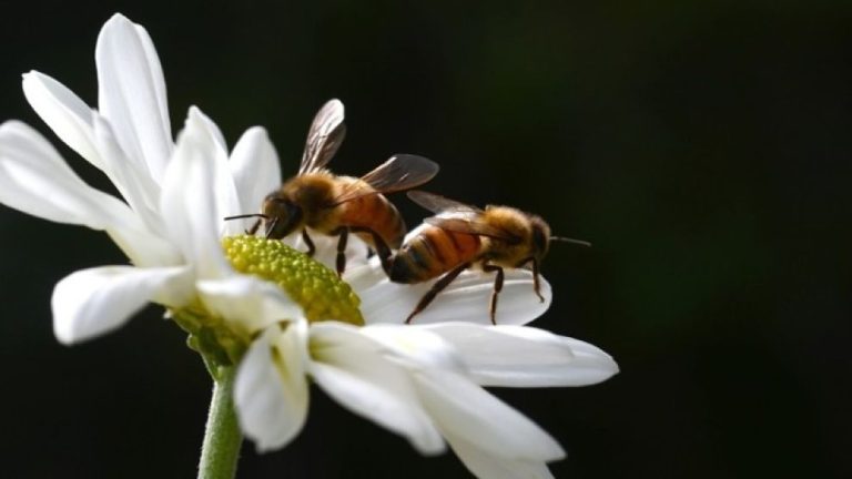 Δώδεκα φυτά που θα κρατήσουν μακριά τις μέλισσες