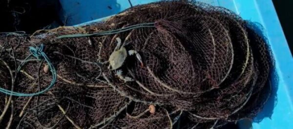 Θεσσαλονίκη: Περιζήτητο το Μπλε Καβούρι