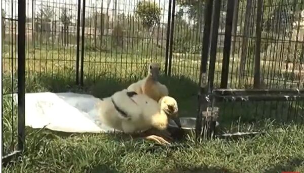 Σέρρες: Πελαργάκια έπεσαν από την φωλιά τους και σώθηκαν από κατοίκους και εθελοντές- video