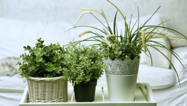 a group of potted plants on a tray