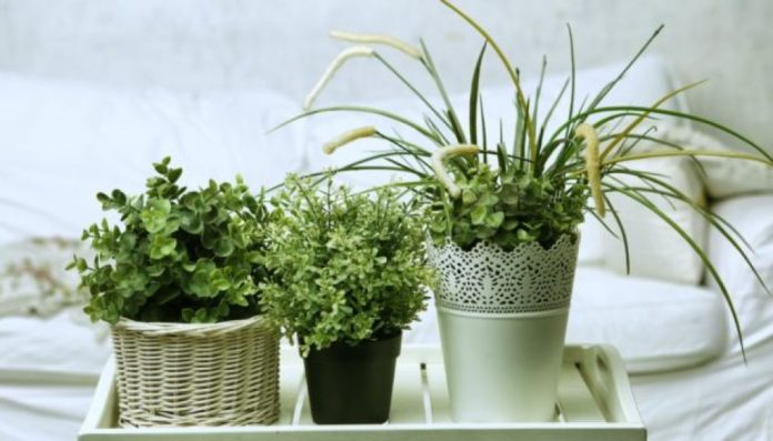 Αυτοί είναι οι 5 λόγοι που κιτρινίζουν τα φυτά σου
