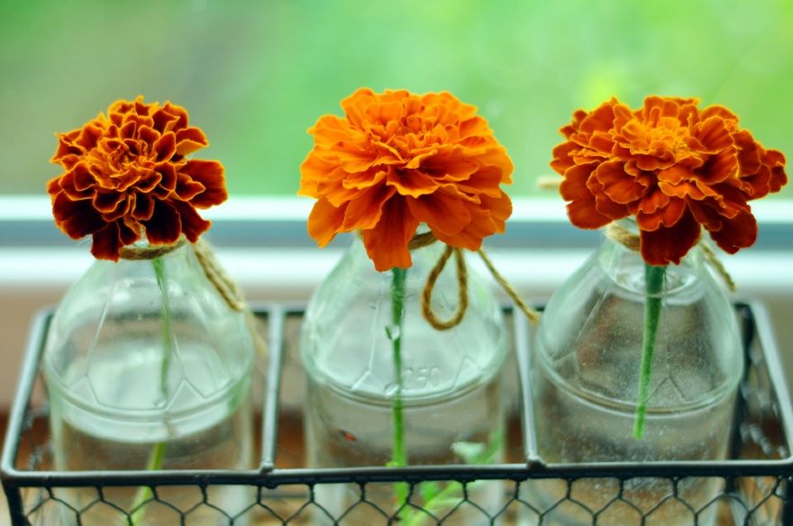 7 λουλούδια για καλή τύχη στο σπίτι σας