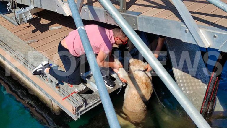 Λιμάνι Καβάλας: Στη θάλασσα σκύλος μετά από κλωτσιά πολίτη!