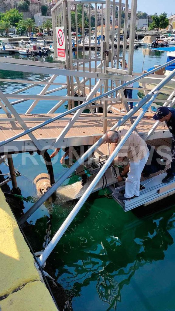 Λιμάνι Καβάλας: Στη θάλασσα σκύλος μετά από κλωτσιά πολίτη!