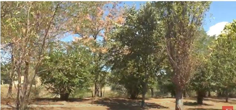 Σέρρες: “Πεθαίνουν τα δέντρα στο δασύλλιο της Κοιλάδας Αγίας Βαρβάρας”- video