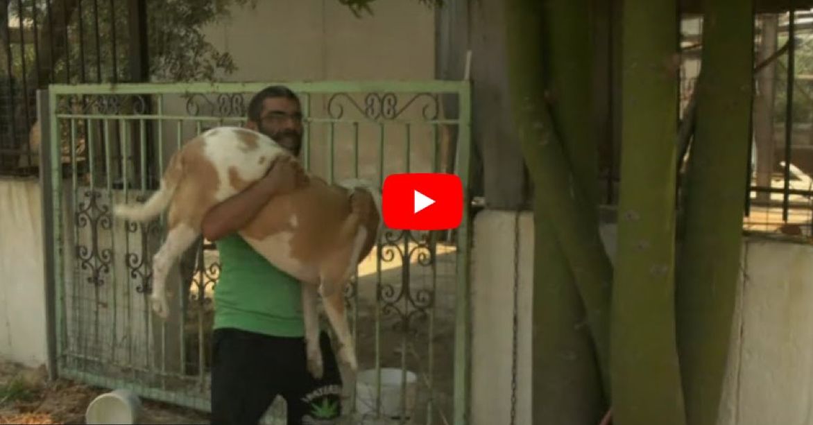 Δείτε βίντεο: Προσπάθεια διάσωσης οικόσιτων ζώων από τις φλόγες στο Λουτράκι