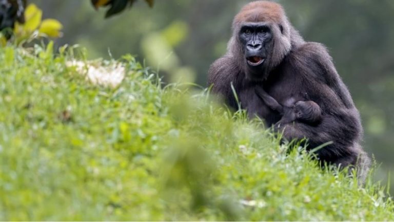 Έκκληση στους επισκέπτες Ζωολογικού Κήπου να μην δείχνουν με τα κινητά τους βίντεο στους γορίλες
