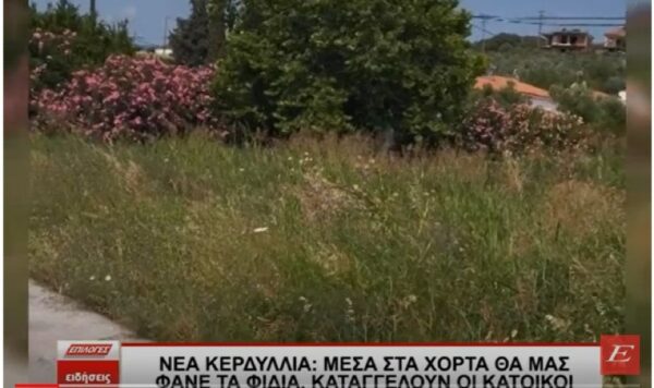 Σέρρες: "Μέσα στα χόρτα θα μας φάνε τα φίδια", καταγγέλλουν οι κάτοικοι στα Νέα Κερδύλλια