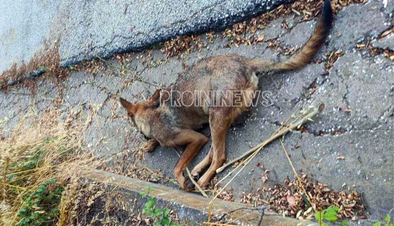 Καβάλα: Νεκρός λύκος στον κεντρικό δρόμο του Αμυγδαλεώνα!