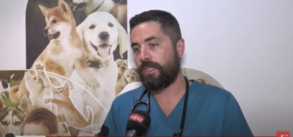Καύσωνας: Πώς μπορούμε να βοηθήσουμε τα ζώα και κυρίως τα αδέσποτα - Τι πρέπει να ξέρουμε για τη θερμοπληξία