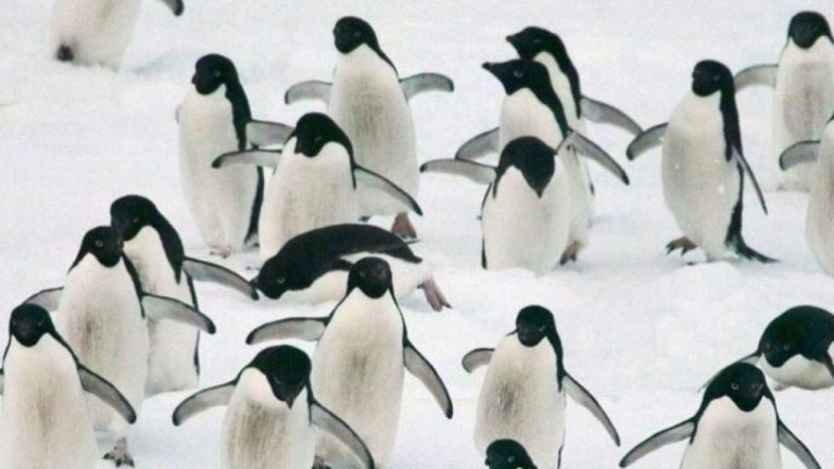 Σχεδόν δυο χιλιάδες πιγκουίνοι εντοπίζονται νεκροί σε 10 ημέρες στην Ουρουγουάη