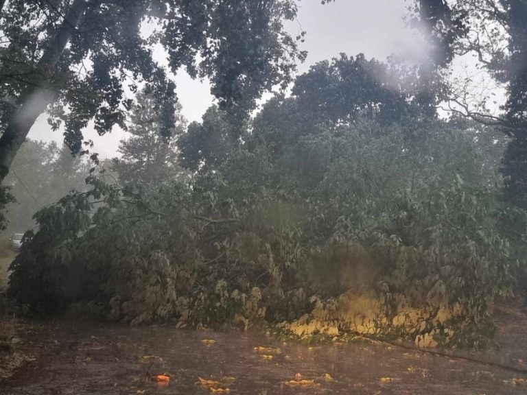 Μπουρίνι στις Σέρρες: Ξεριζώθηκαν δέντρα, ζημιές σε οχήματα- video