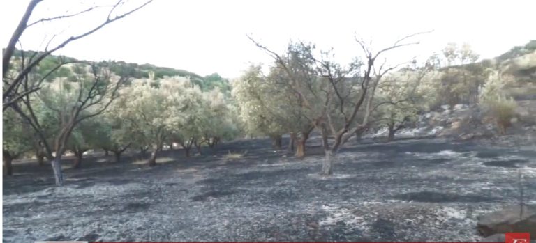 Δείτε βίντεο: Φωτιά στο Βαμβακόφυτο Σερρών- Μεγάλες καταστροφές σε ελαιόδεντρα