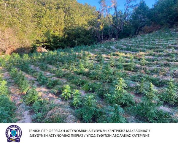 Εντοπίστηκε φυτεία με πάνω από 2.800 δενδρύλλια κάνναβης