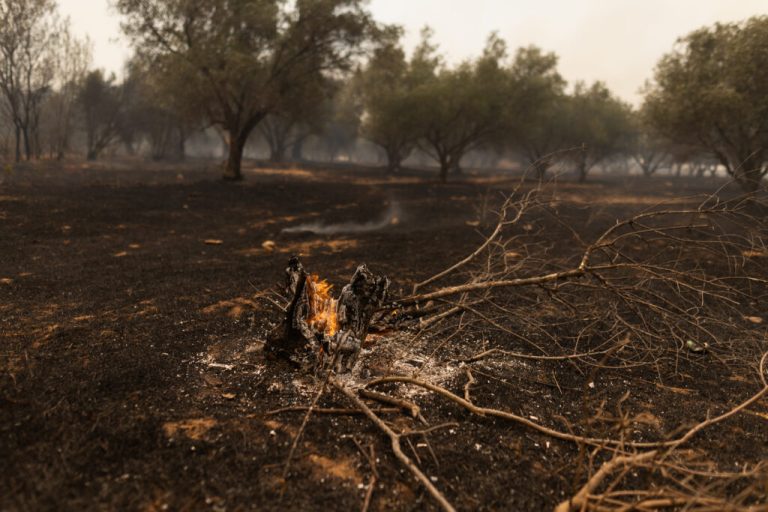 Αλεξανδρούπολη: Κάηκαν 1.200 κυψέλες, 910 μικρόσωμα ζώα, 8 αγελάδες, πάνω από 50 ποιμνιοστάσια- Τεράστιες ζημιές