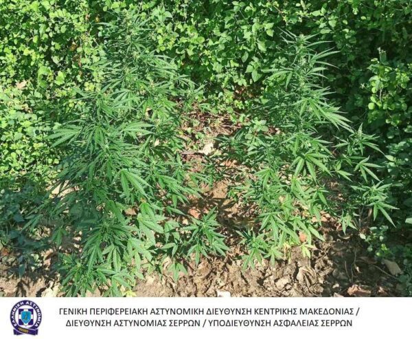 Αστυνομικοί στις Σέρρες εντόπισαν 18 δενδρύλλια κάνναβης κρυμμένα σε θαμνώδη έκταση -Δείτε βίντεο