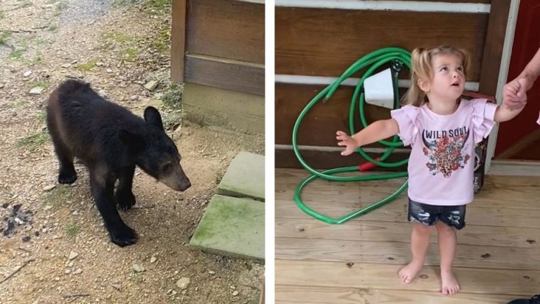 Κοριτσάκι προσπαθεί να χαϊδέψει αρκούδα
