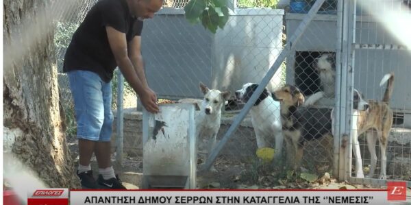 Απάντηση δήμου Σερρών στην καταγγελία της "Νέμεσις" για 400 ζώα νηστικά στο κυνοκομείο- "Το δημοσίευμα είναι ψευδές"- video