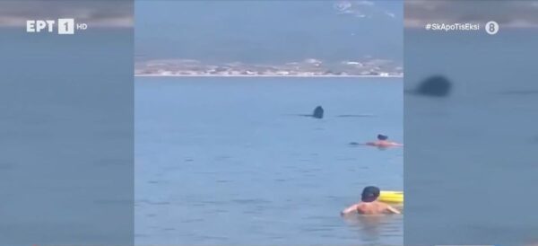 Θεσσαλονίκη: Τεράστιο φεγγαρόψαρο που κολυμπούσε στα ρηχά σε παραλία του Σταυρού