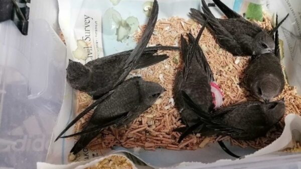 Το ζεστό καλοκαίρι του 2023 ταλαιπωρεί και τις σταχτάρες - Συμβουλές φροντίδας