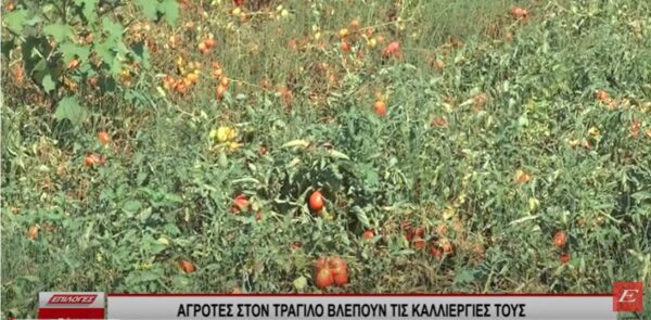 Σέρρες: Αγρότες στον Τράγιλο βλέπουν τις καλλιέργειές τους να καταστρέφονται -Το νερό δεν επαρκεί για να ποτίσουν