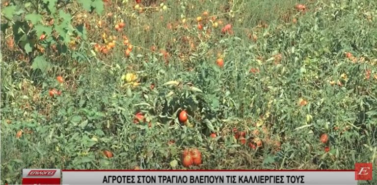 Σέρρες: Αγρότες στον Τράγιλο βλέπουν τις καλλιέργειές τους να καταστρέφονται -Το νερό δεν επαρκεί για να ποτίσουν