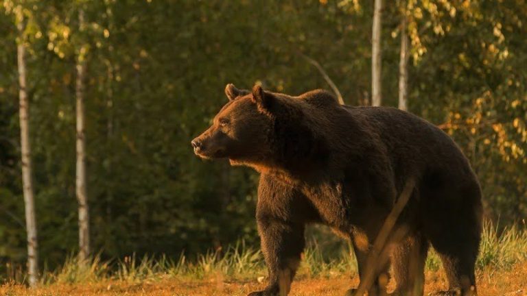 Φθιώτιδα: Αρκούδα επιτέθηκε σε βοσκό στη Μακρακώμη