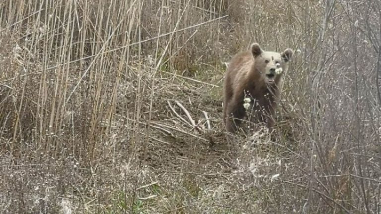 Λαθροκυνηγός πυροβόλησε και σκότωσε ένα αρκουδάκι μόλις λίγων μηνών