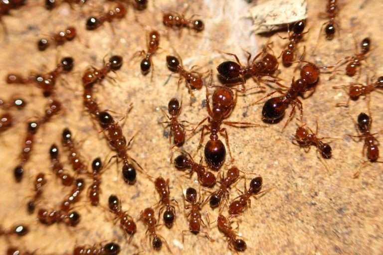 Συναγερμός για το κόκκινο μυρμήγκι της φωτιάς – Τι είναι και γιατί ανησυχούν οι επιστήμονες