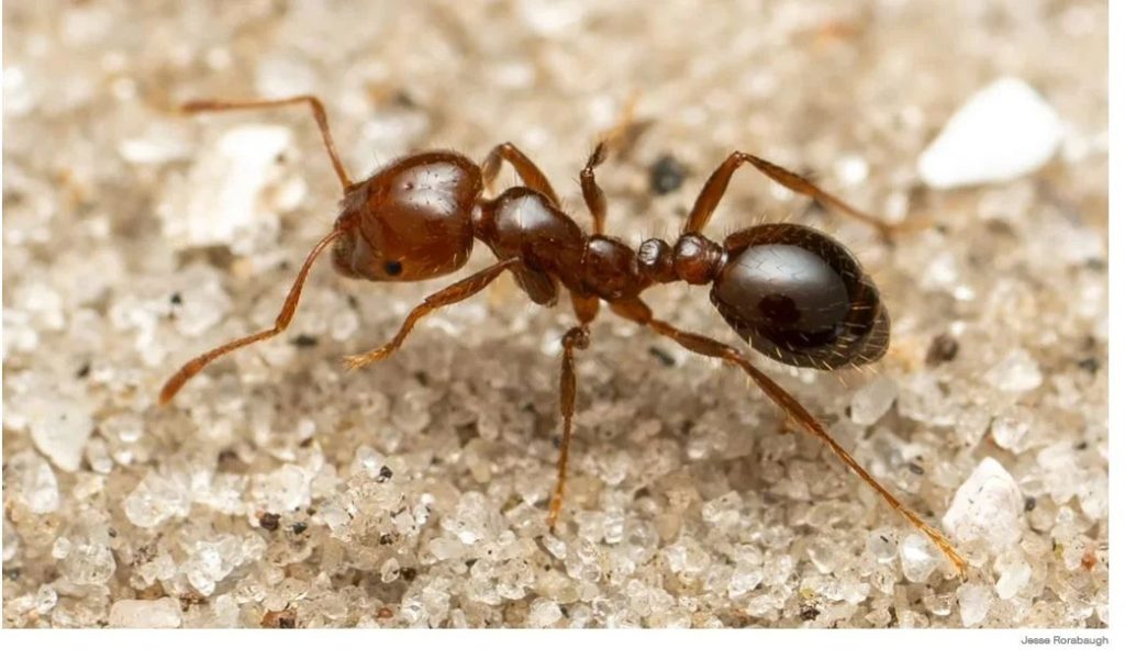 Συναγερμός για το κόκκινο μυρμήγκι της φωτιάς – Τι είναι και γιατί ανησυχούν οι επιστήμονες