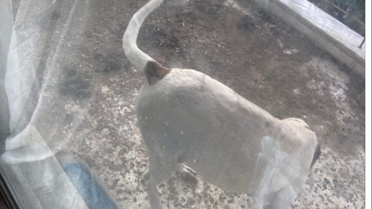 Ωραιόκαστρο: Συνελήφθη 38χρονος που κρατούσε σκυλάκια σε ακατάλληλες συνθήκες