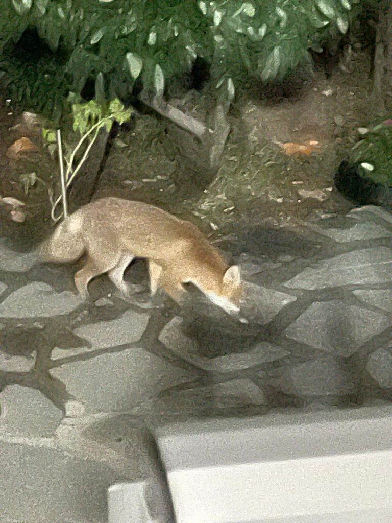 Δείτε φωτογραφίες: Μικρή αλεπουδίτσα επισκέπτεται  σπίτι και τρώει στο Νέο Πετρίτσι Σερρών
