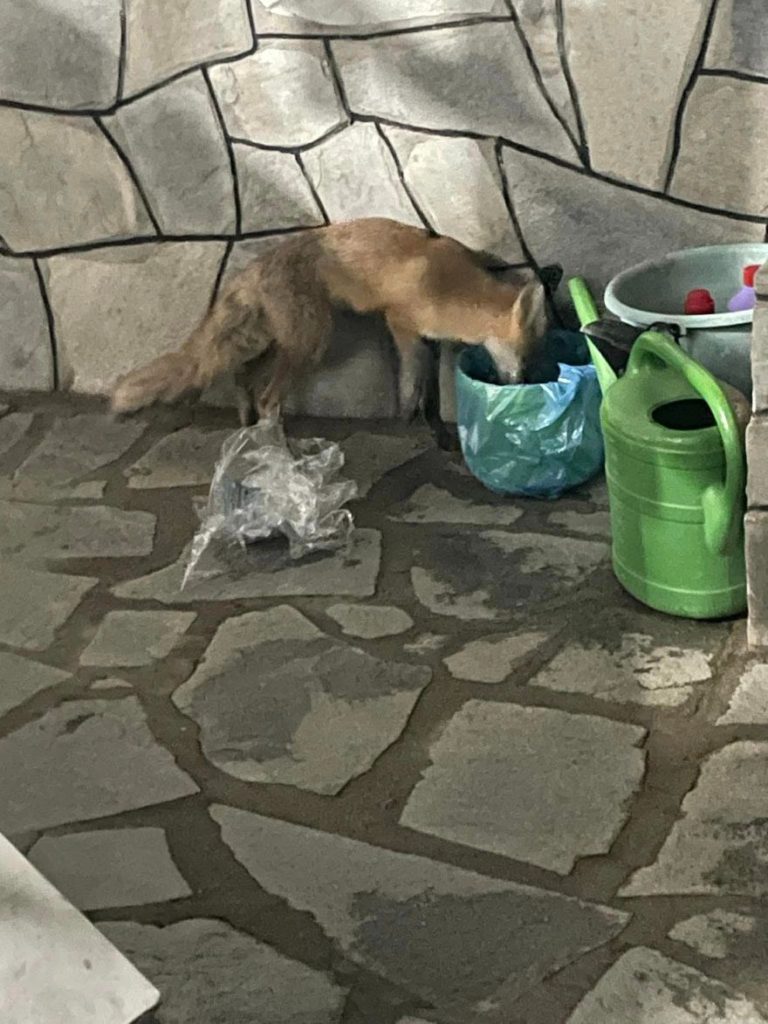 Δείτε φωτογραφίες: Μικρή αλεπουδίτσα επισκέπτεται  σπίτι και τρώει στο Νέο Πετρίτσι Σερρών