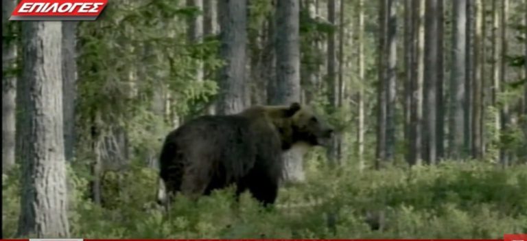 Εμφάνιση αρκούδας στον Άγιο Χριστόφορο Σερρών- Video