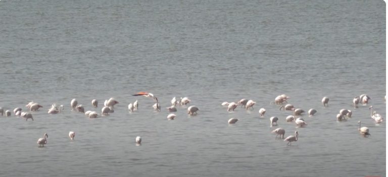 Ευρωπαϊκή γιορτή πουλιών στη Λίμνη Κερκίνη- Video