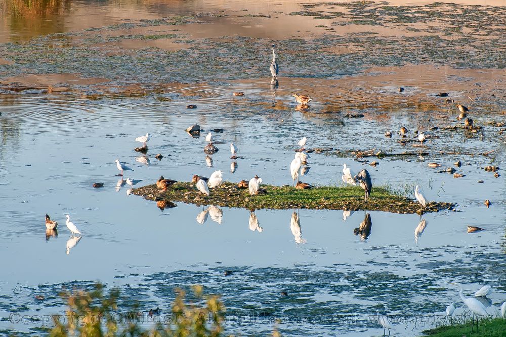Εθνικό Πάρκο Λίμνης Κερκίνης: Μια περιήγηση στον υδροβιότοπο παγκόσμιας σημασίας