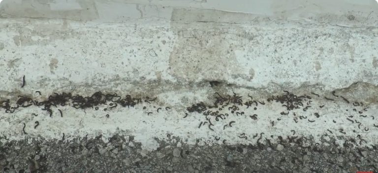 Σέρρες: Χιλιάδες μαύρα σκουλήκια κάνουν 