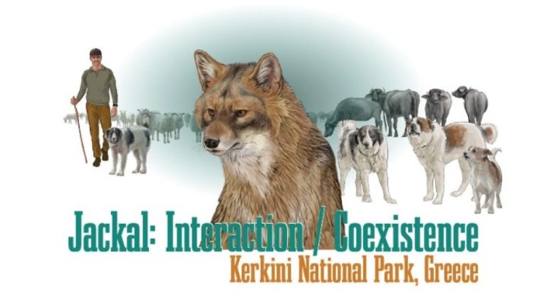 Εθνικό Πάρκο Κερκίνης: Οι κτηνοτρόφοι «εκτρέφουν» τα τσακάλια πετώντας παράνομα νεκρά ζώα