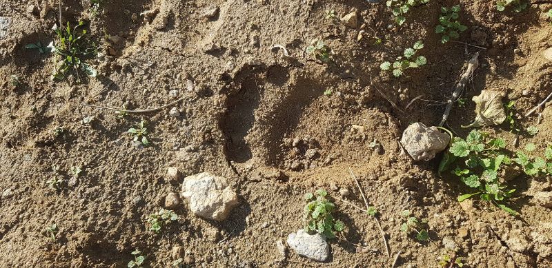 Σέρρες: Αρκούδα προκάλεσε ζημιές σε κυψέλες στην Αναστασιά