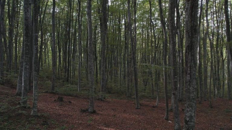 Το δάσος των «παράλληλων γραμμών» της οξιάς και η παραγωγική «Μεγάλη Παναγία» στην ορεινή Χαλκιδική